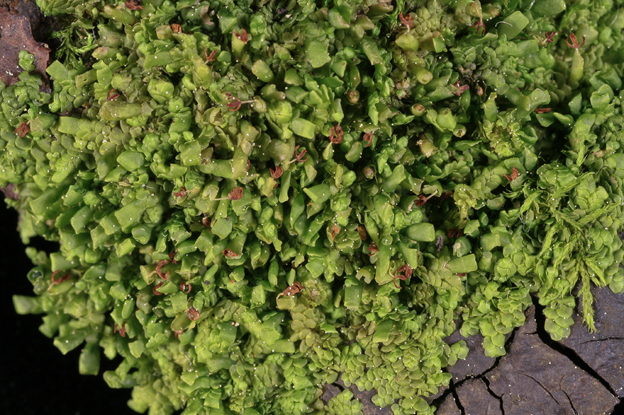 Radula complanata